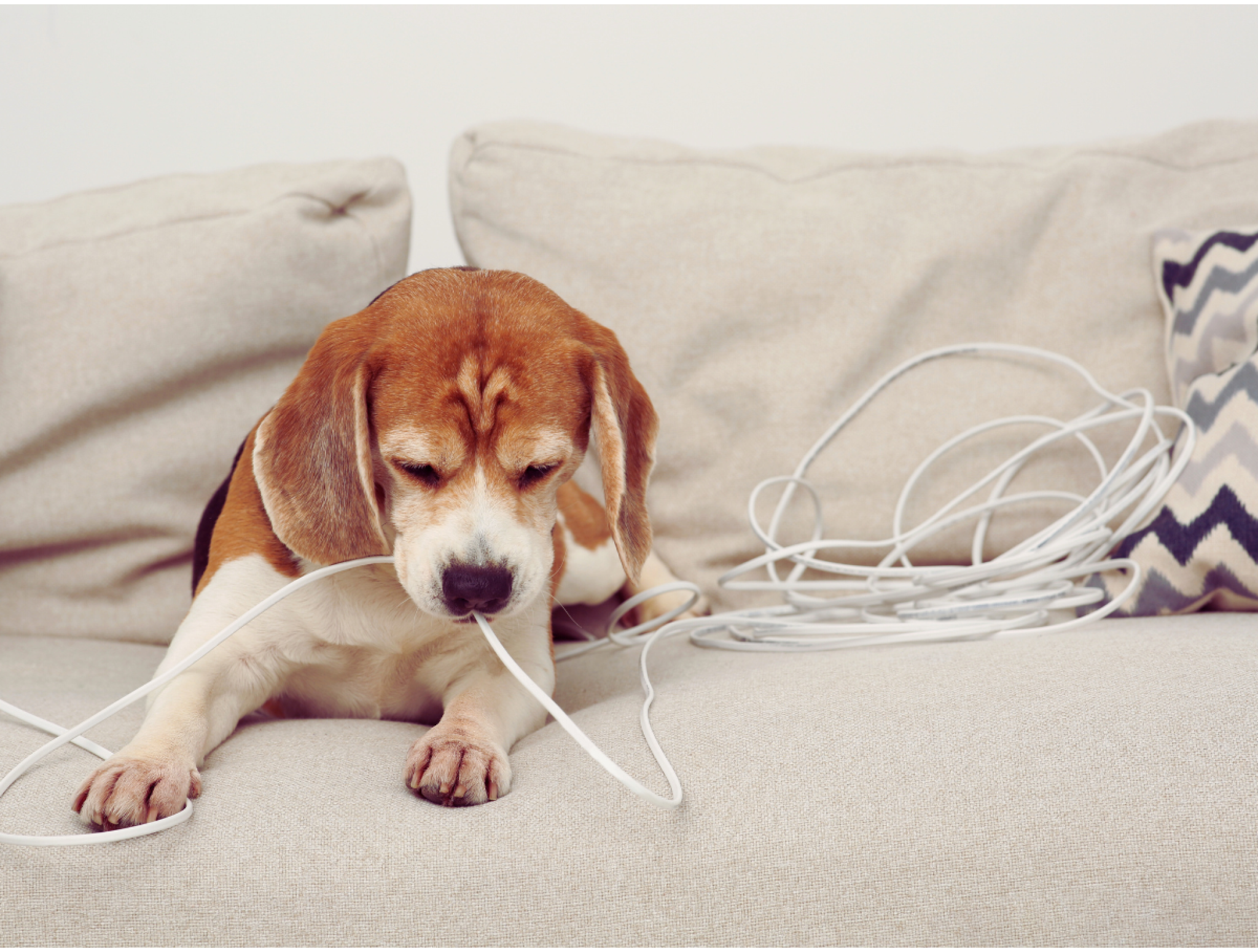 Как защитить кабели от грызунов и домашних животных