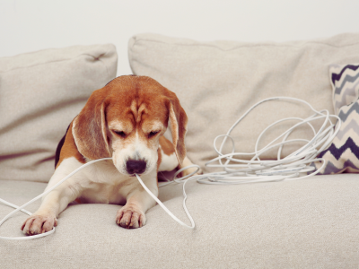 Как защитить кабели от грызунов и домашних животных