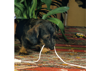 щенок грызёт кабель в квартире