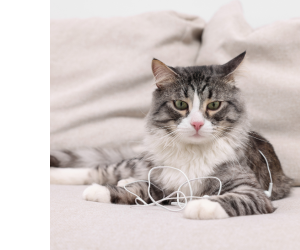 кот запутался в проводе