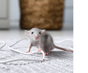 крыса грызёт кабель в доме