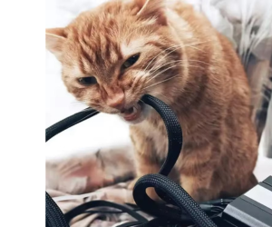 кіт намагається прокусити кабель в обплетенні
